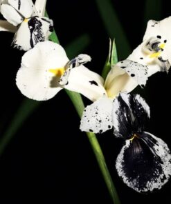 Yves Saint Laurent Muse